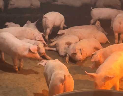 广西一养殖厂在猪舍放嗨曲：让猪心情愉悦肉质更好
